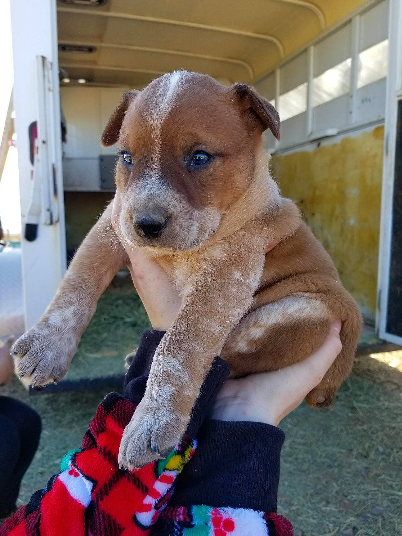 Earl joined the competition — help win amazing prizes! canidae, carnivore, collar, companion_dog, dog, dog_breed, dog_clothes, dog_collar, dog_supply, fawn, fur, liver, pet_supply, plaid, snout, sock, sporting_group, whiskers, working_animal, working_dog