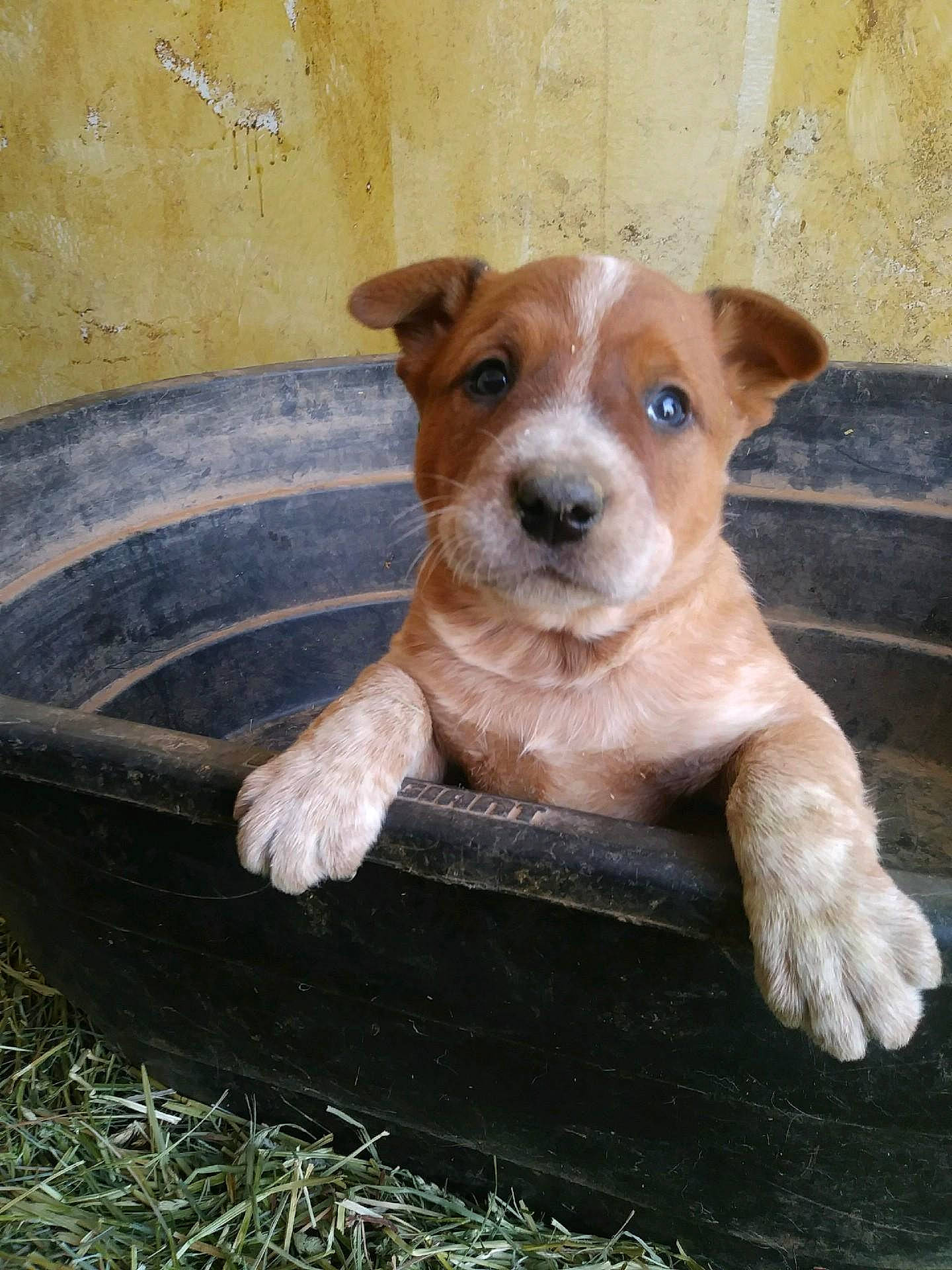 Earl is registered to the contest to win money with this photo: brown, canidae, carnivore, companion_dog, dog, dog_breed, dog_supply, fawn, liver, pet_supply, snout, sporting_group, whiskers, working_animal, working_dog