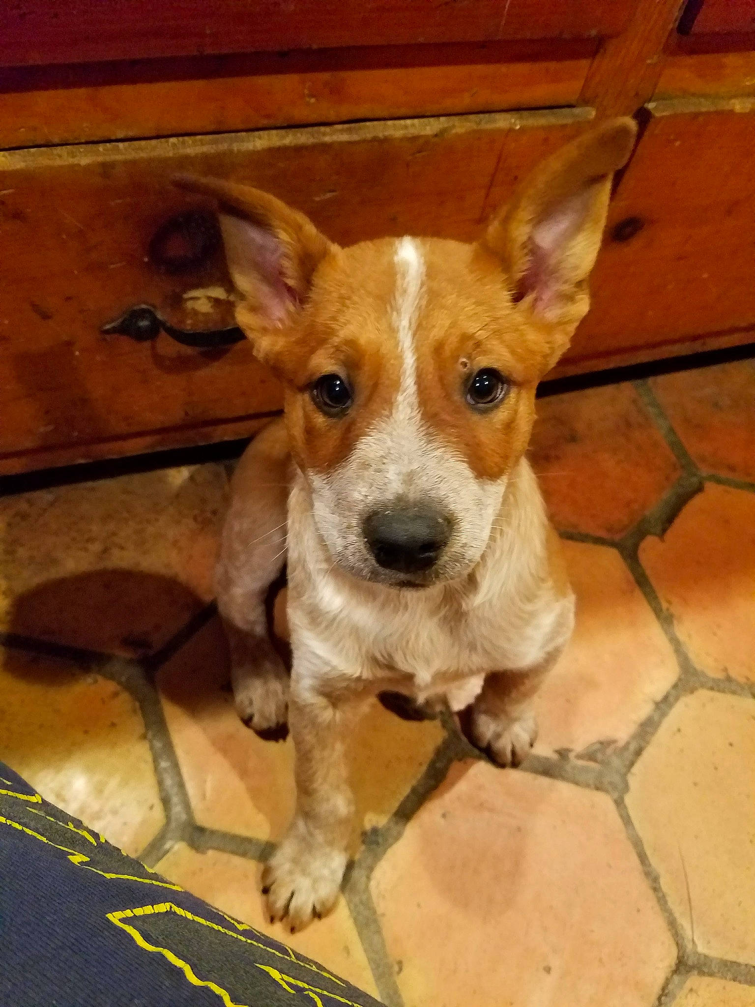 Earl joined the competition — help win amazing prizes! canidae, carnivore, companion_dog, dog, dog_breed, dog_supply, fawn, floor, flooring, liver, pet_supply, snout, sporting_group, tail, tan, terrier, tile, vertebrate, working_animal