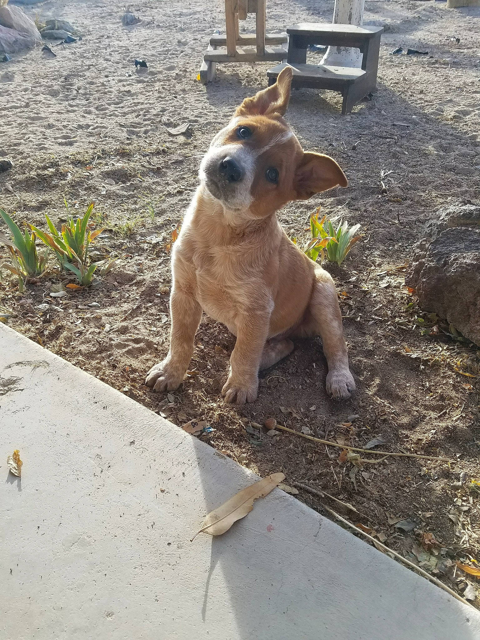 Earl is registered to the contest to win money with this photo: canidae, carnivore, companion_dog, dog, dog_breed, fawn, mammal, outdoor_furniture, snout, sporting_group, street_dog, tail, working_animal, working_dog