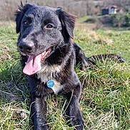 Marley a rejoint le concours — aidez-le/la à gagner de superbes lots ! animal, black_dog, blurred_background, collar, dog, ears, field, fur, grass, happy, lying_down, muzzle, nature, nose, outdoor, pet, scenic, sunlight, tag, tongue_out