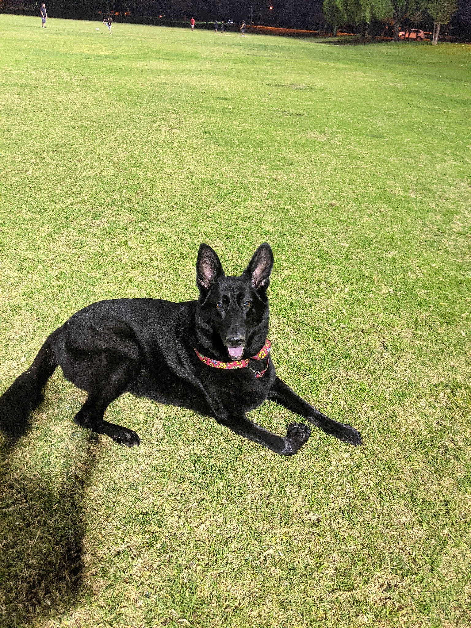 Lani joined the competition — help win amazing prizes! canidae, carnivore, collar, companion_dog, dog, dog_breed, fawn, grass, grassland, lawn, non_sporting_group, plant, shadow, snout, sporting_group, tail, terrestrial_animal, tree, working_animal, working_dog