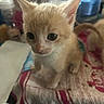 animal, baby_cat, cat, close_up, curious, cute, domestic_animal, ears, feline, fur, indoor, kitten, orange_cat, pet, portrait, small, soft, towel, whiskers, young