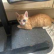 Bonna a rejoint le concours — aidez-le/la à gagner de superbes lots ! kitten, cat, orange_tabby, indoor, floor, mat, curious, young_animal, pet, small, cute, feline, domestic_animal, resting, looking, animal, young, tabby, close_up, home