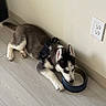 Kash is registered to the contest to win money with this photo: puppy, dog, siberian_husky, floor, wood_floor, wall, water_bowl, pet, indoor, harness, young, animal, canine, domestic, resting, flooring, curious, black_and_white, cute, drinking