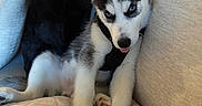 Kash joined the competition — help win amazing prizes! puppy, dog, siberian_husky, blue_eyes, indoor, couch, blanket, fur, pet, young_dog, tongue_out, black_and_white_fur, cute, animal, domestic_animal, sitting, cozy, relaxed, household, canine