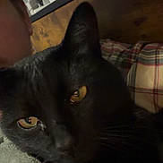 Toby Grandcat is registered to the contest to win money with this photo: black_cat, close_up, cat_eyes, pet, indoor, towel, person_partial, yellow_eyes, feline, cozy, resting_cat, animal, domestic_cat, fur, whiskers, face_partial, soft_texture, plaid, background, dim_lighting