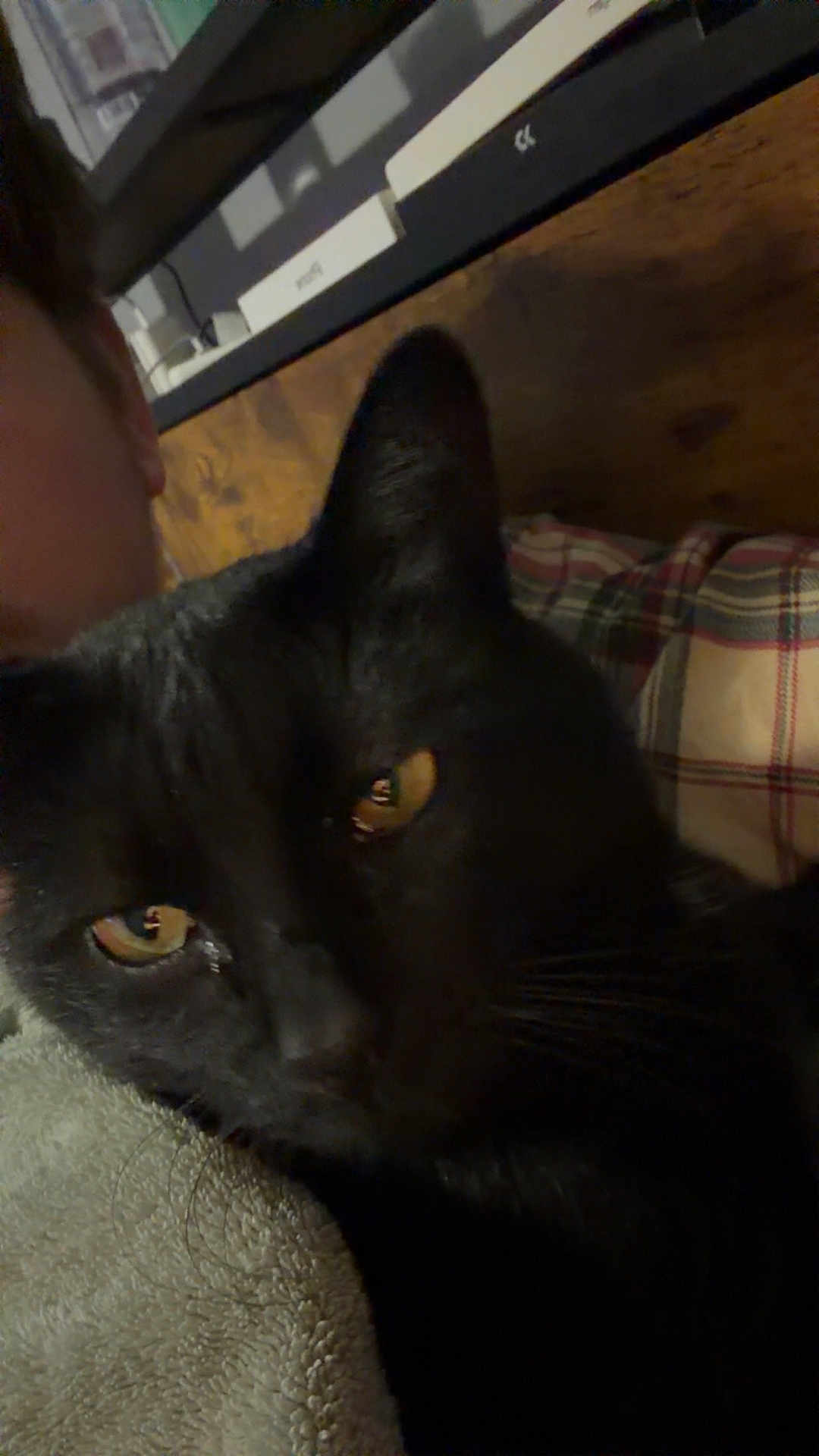 Toby Grandcat is registered to the contest to win money with this photo: black_cat, close_up, cat_eyes, pet, indoor, towel, person_partial, yellow_eyes, feline, cozy, resting_cat, animal, domestic_cat, fur, whiskers, face_partial, soft_texture, plaid, background, dim_lighting