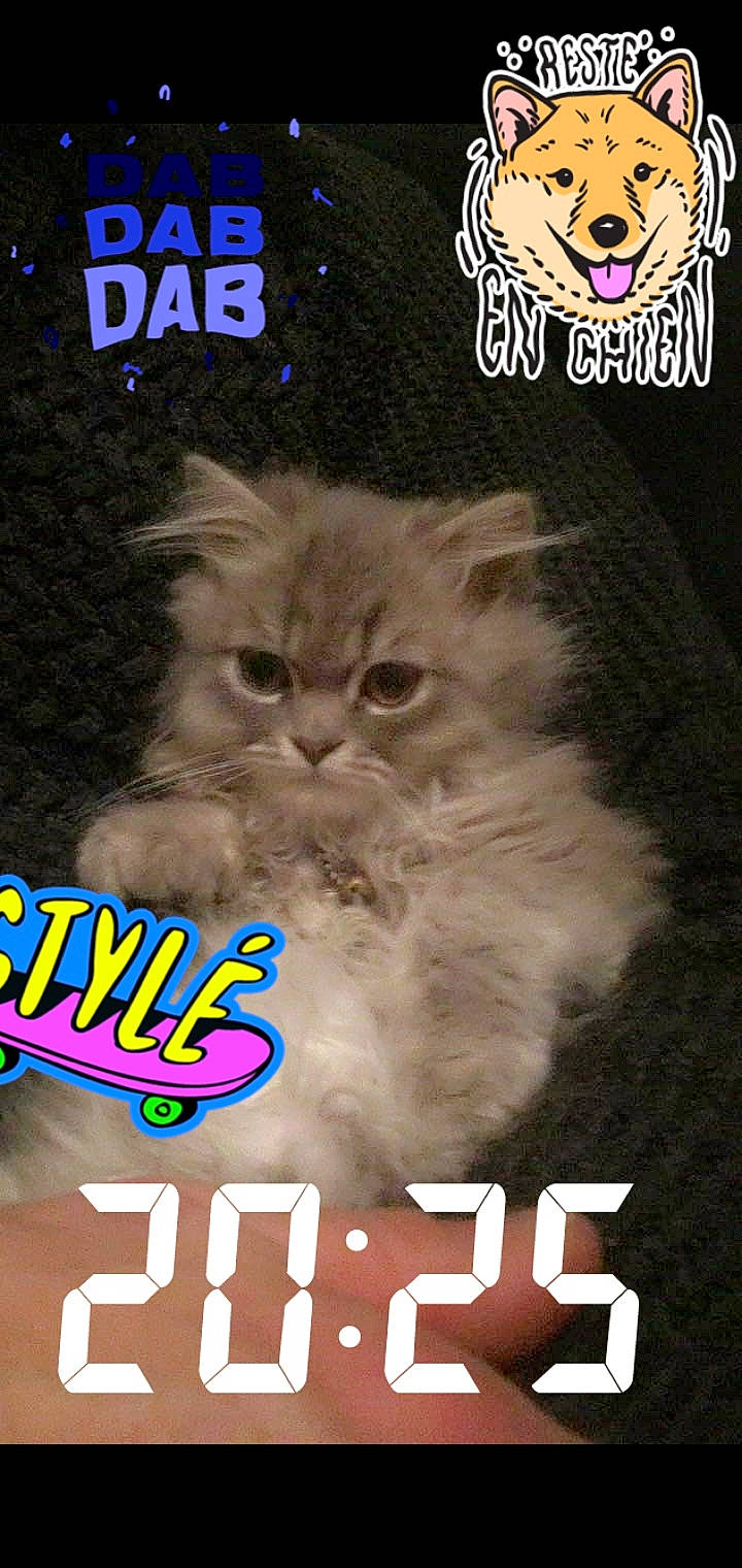 Oasis a rejoint le concours — aidez-le/la à gagner de superbes lots ! asian, carnivore, cat, felidae, kitten, persian, photo_caption, photography, ragamuffin, small_to_medium_sized_cats, whiskers