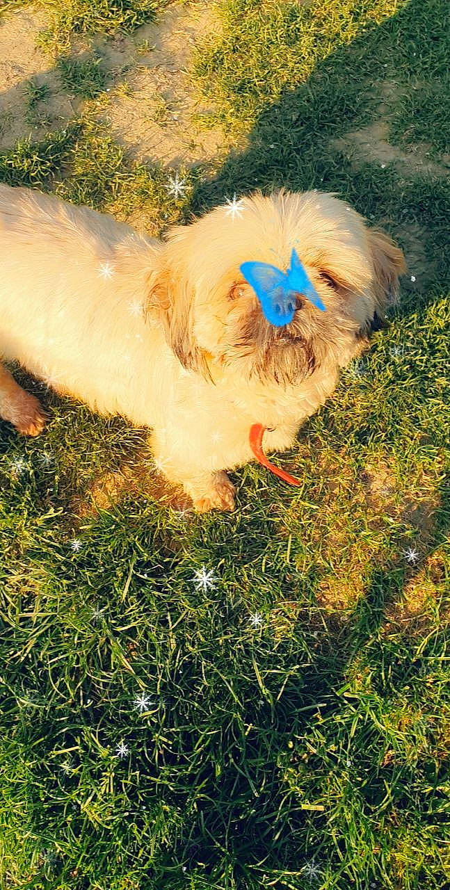 Maline participe au concours pour gagner de l'argent avec cette photo : canidae, carnivore, cavachon, chinese_imperial_dog, cockapoo, companion_dog, dog, dog_breed, grass, havanese, lhasa_apso, non_sporting_group, poodle_crossbreed, puppy, schnoodle, shih_tzu, sporting_group, sporting_lucas_terrier, toy_dog, toy_poodle