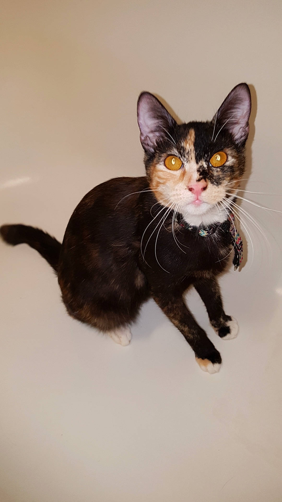 Pichu participe au concours pour gagner de l'argent avec cette photo : black_cat, carnivore, cat, claw, domestic_short_haired_cat, felidae, formal_wear, fur, paw, small_to_medium_sized_cats, snout, tail, terrestrial_animal, whiskers