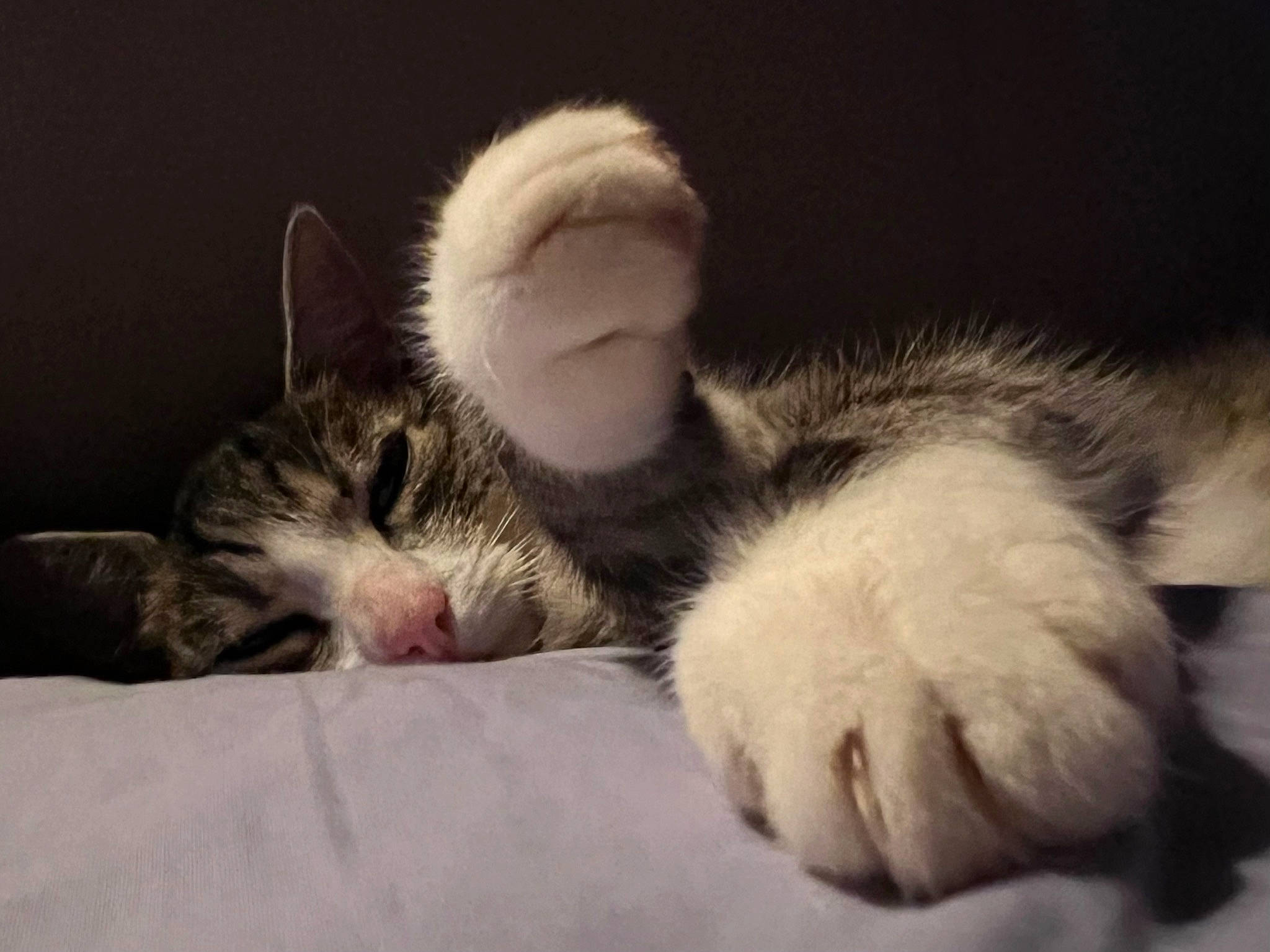 Méli participe au concours pour gagner de l'argent avec cette photo : carnivore, cat, claw, cloud, comfort, domestic_short_haired_cat, eye, fawn, felidae, foot, fur, macro_photography, nap, paw, sleep, small_to_medium_sized_cats, snout, tail, whiskers