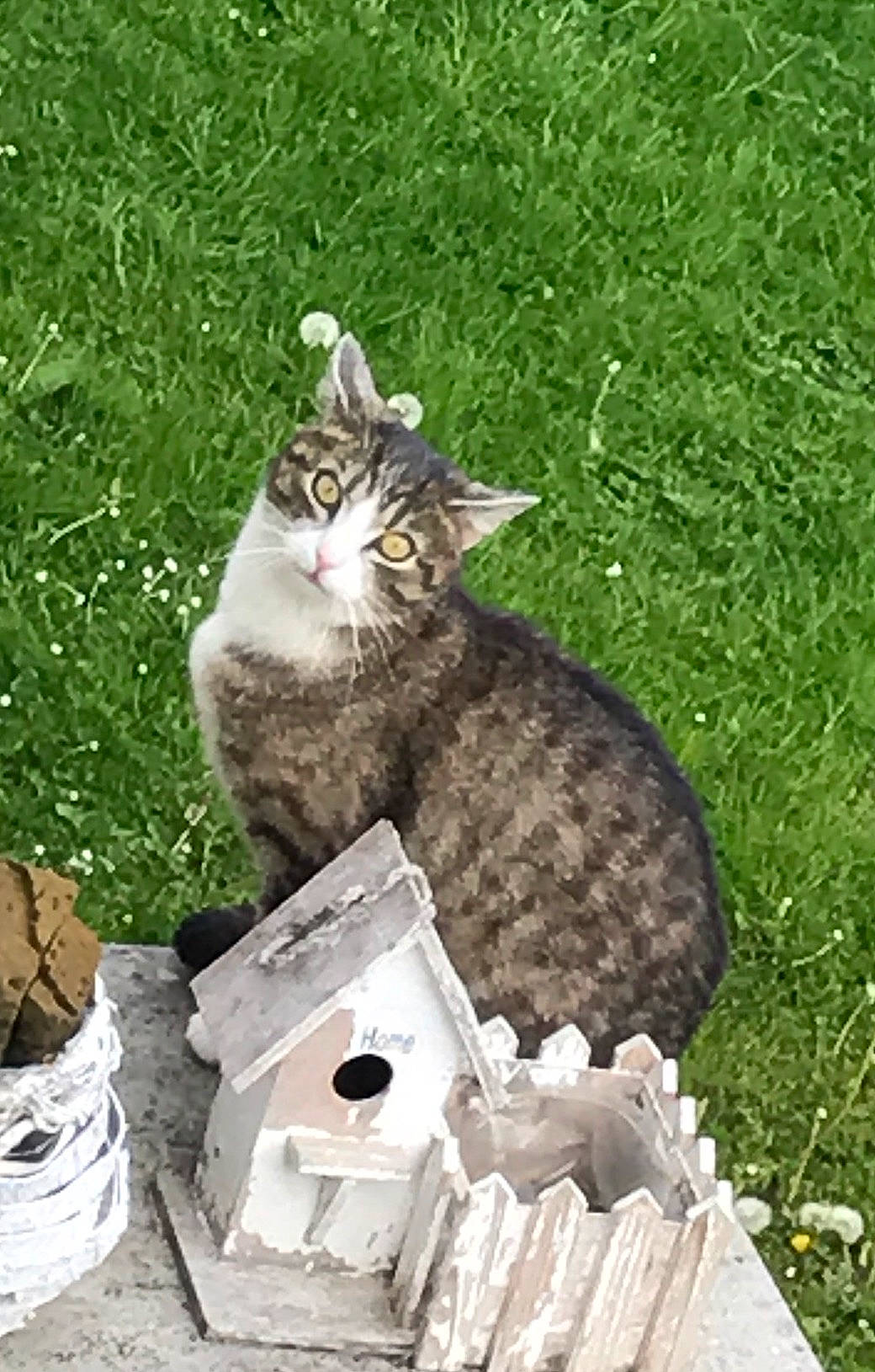 Méli a rejoint le concours — aidez-le/la à gagner de superbes lots ! box, carnivore, cat, domestic_short_haired_cat, felidae, fur, grass, groundcover, herb, plant, small_to_medium_sized_cats, soil, tail, terrestrial_animal, trunk, whiskers, wood