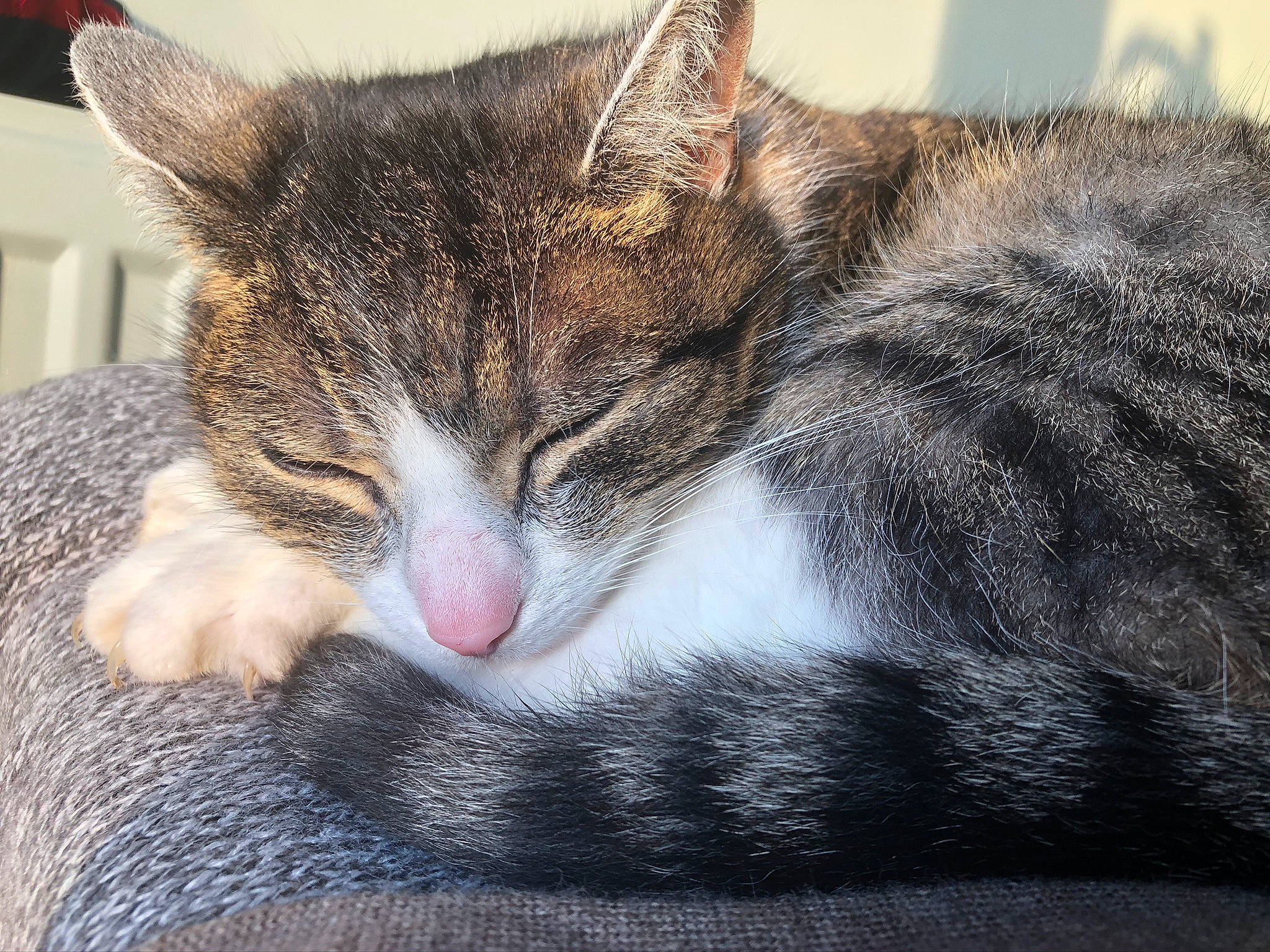 Méli participe au concours pour gagner de l'argent avec cette photo : bored, carnivore, cat, cat_supply, claw, comfort, domestic_short_haired_cat, eye, felidae, fur, head, nap, paw, sleep, small_to_medium_sized_cats, snout, whiskers, wildlife