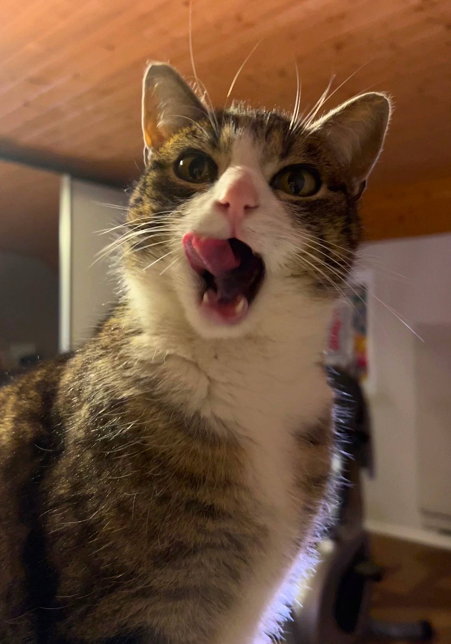 Méli participe au concours pour gagner de l'argent avec cette photo : carnivore, cat, domestic_short_haired_cat, door, eye, fang, felidae, fur, head, iris, jaw, paw, small_to_medium_sized_cats, snout, terrestrial_animal, whiskers, window