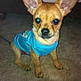 Louie is registered to the contest to win money with this photo: dog, puppy, small_dog, blue_shirt, carpet, indoor, pet, canine, ears, eyes, sitting, looking_at_camera, flash, brown_fur, cute, animal, companion, domestic, young_dog, front_view