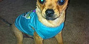 Louie joined the competition — help win amazing prizes! dog, small_dog, puppy, blue_shirt, carpet, indoor, pet, animal, ears, cute, sitting, looking_at_camera, flash, brown_dog, canine, young_dog, domestic_animal, companion, furry, pet_clothing