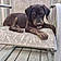 Sandor