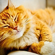 Roger joined the competition — help win amazing prizes! animal, cat, close_up, comfort, cozy, cute, face, feline, fluffy, fur, indoor, nap, orange_tabby, paw, pet, relaxed, resting, sleeping, soft, whiskers