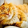 animal, cat, close_up, comfort, cozy, cute, face, feline, fluffy, fur, indoor, nap, orange_tabby, paw, pet, relaxed, resting, sleeping, soft, whiskers