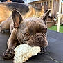 Zelda joined the competition — help win amazing prizes! dog, french_bulldog, toy, chewing, close_up, outdoor, porch, pet, animal, brown, ears, face, paw, grass, fence, blurred_background, companion, playful, resting, canine
