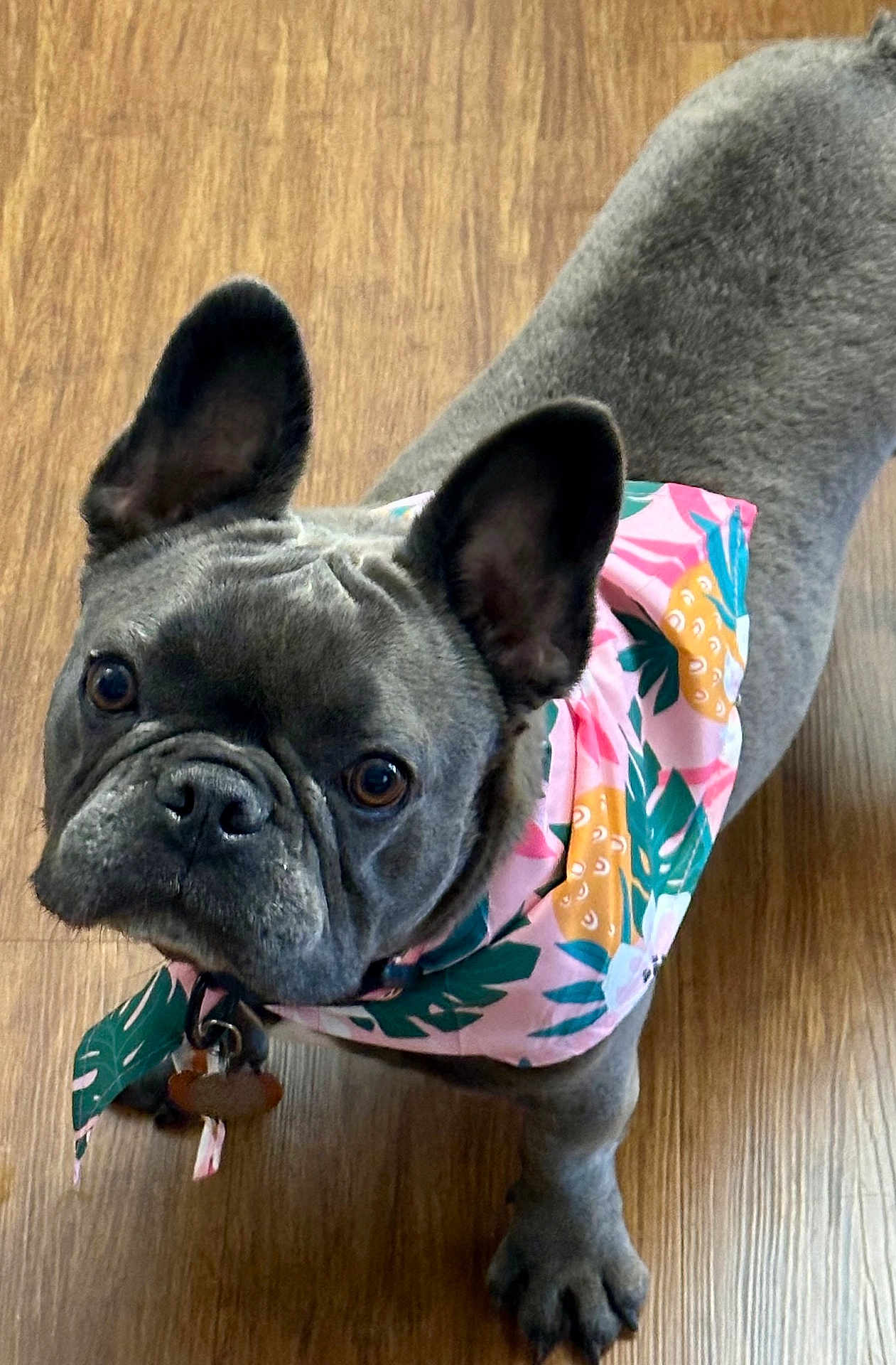 Zelda joined the competition — help win amazing prizes! dog, french_bulldog, pet, bandana, clothing, indoor, wooden_floor, looking_up, ears, curious, cute, animal, mammal, companion, portrait, standing, domestic, friend, adorable, face