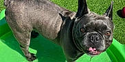 Zelda joined the competition — help win amazing prizes! dog, french_bulldog, pet, outdoor, green, grass, pool, playing, tongue_out, sunny, small_pool, canine, animal, cute, summer, water, playful, looking_up, daytime, fun