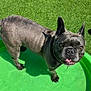 dog, french_bulldog, pet, outdoor, green, grass, pool, playing, tongue_out, sunny, small_pool, canine, animal, cute, summer, water, playful, looking_up, daytime, fun