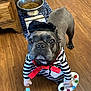 Zelda joined the competition — help win amazing prizes! dog, french_bulldog, costume, beret, paintbrush, palette, striped_shirt, red_scarf, floor, wooden_floor, indoors, pet, animal, food_bowl, water_bowl, cute, adorable, standing, looking_up, portrait