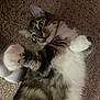 Spice is registered to the contest to win money with this photo: animal, carpet, cat, close_up, curious, cute, domestic, ears, feline, fluffy, fur, indoor, lying_down, mammal, paw, pet, playful, tabby, whiskers, white_paws