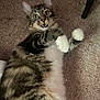 Spice joined the competition — help win amazing prizes! animal, carpet, cat, curious, cute, domestic_cat, ears_up, feline, four_legs, fur, indoor, looking_up, lying_down, mouth_open, pet, playful, tabby, whiskers, white_paws, wide_eyes