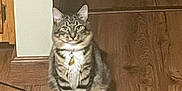 Spice is registered to the contest to win money with this photo: animal, calm, cat, collar, cord, domestic_animal, feline, floor, fur, household, indoor, looking_at_camera, paws, pet, quiet, sitting, tabby, tag, whiskers, wooden_floor