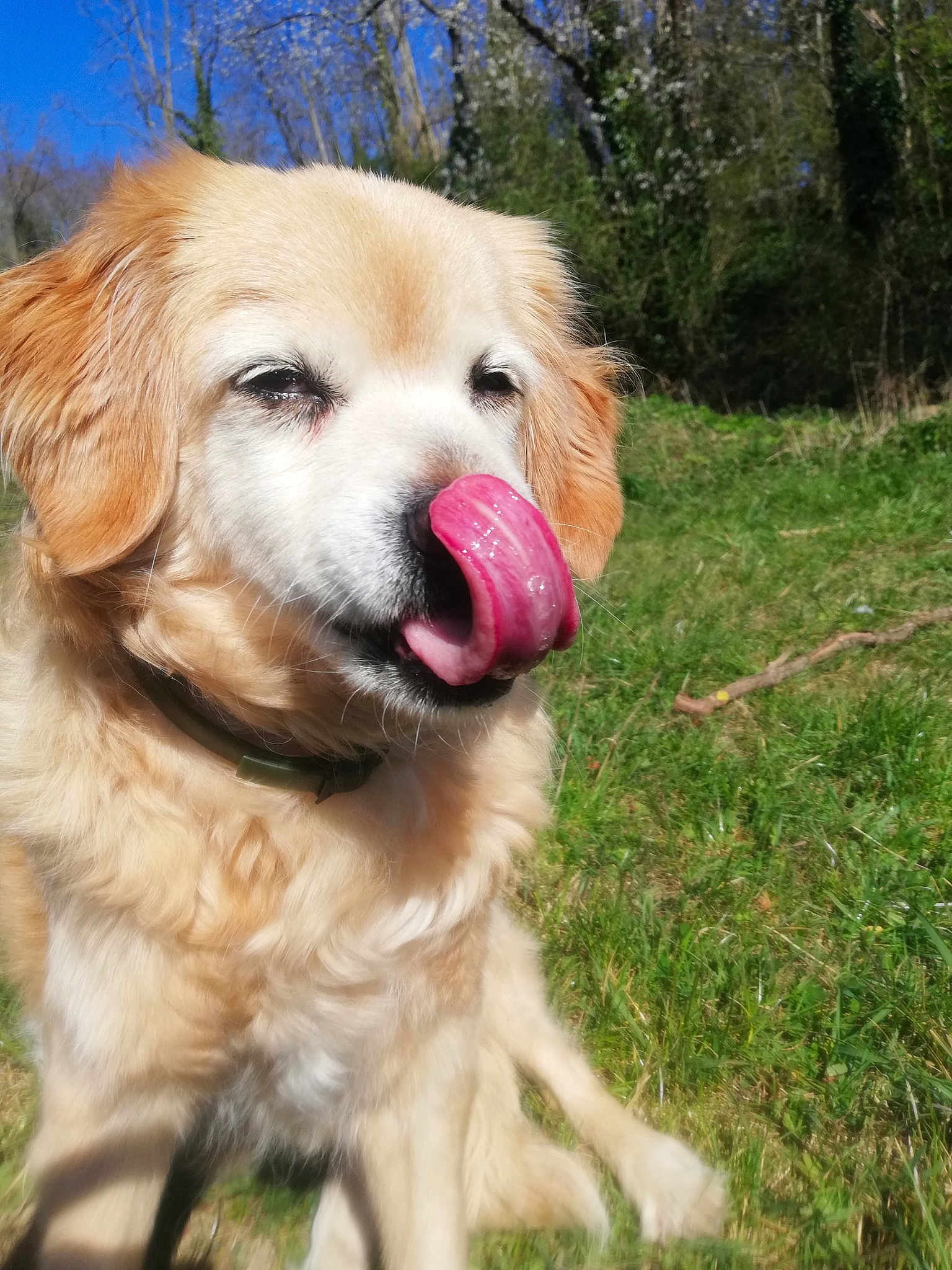 Cannelle
