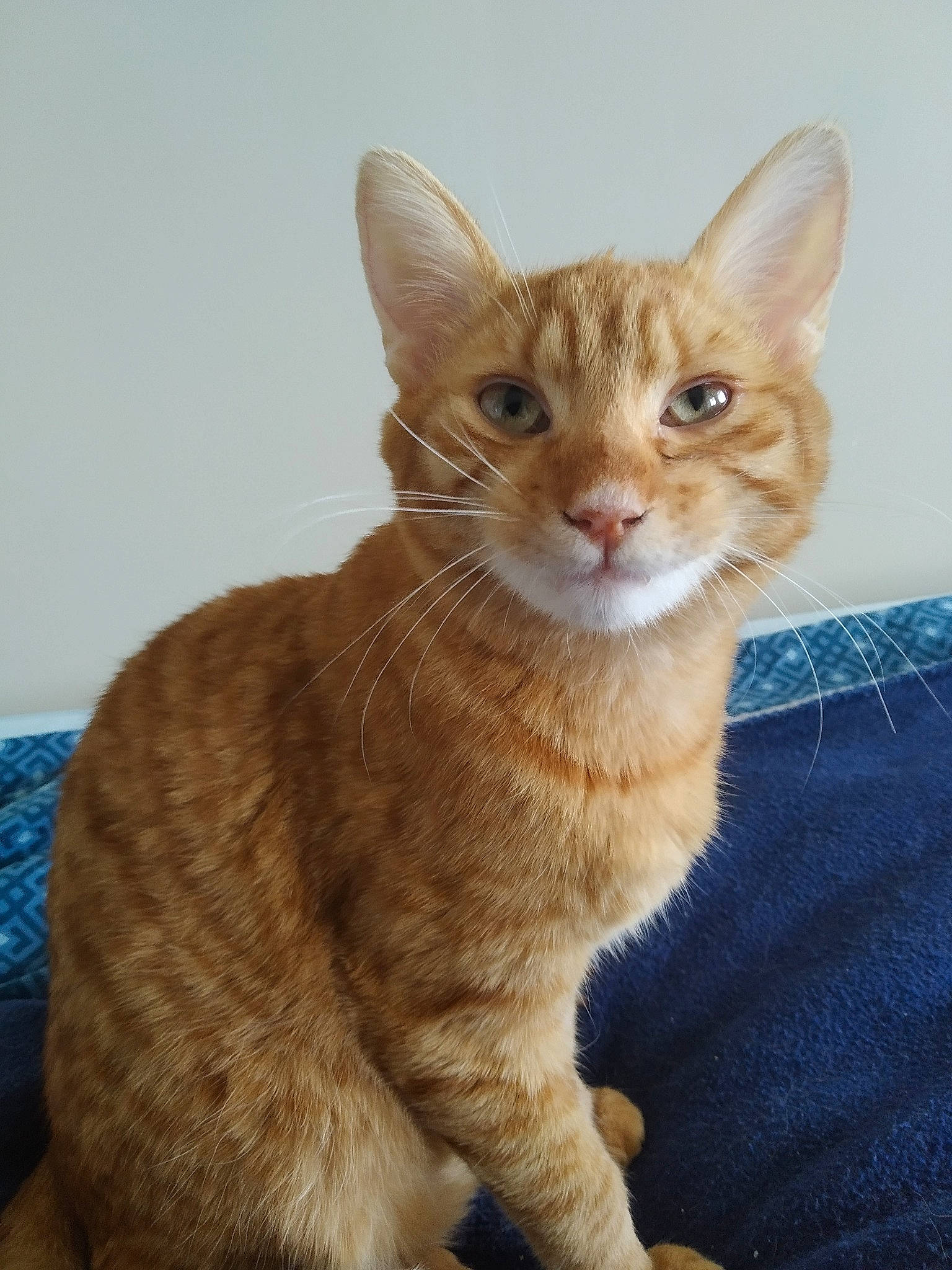 Roger participe au concours pour gagner de l'argent avec cette photo : beige, carnivore, cat, domestic_short_haired_cat, fawn, felidae, fur, kitten, liver, organism, paw, peach, pet_supply, small_to_medium_sized_cats, snout, tail, vertebrate, whiskers