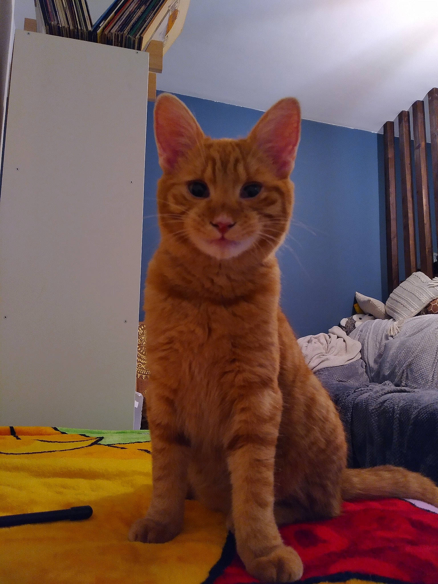 Roger a rejoint le concours — aidez-le/la à gagner de superbes lots ! carnivore, carpet, cat, comfort, domestic_short_haired_cat, felidae, flooring, fur, laminate_flooring, orange, peach, pet_supply, small_to_medium_sized_cats, tail, toe, vertebrate, whiskers, wood_flooring