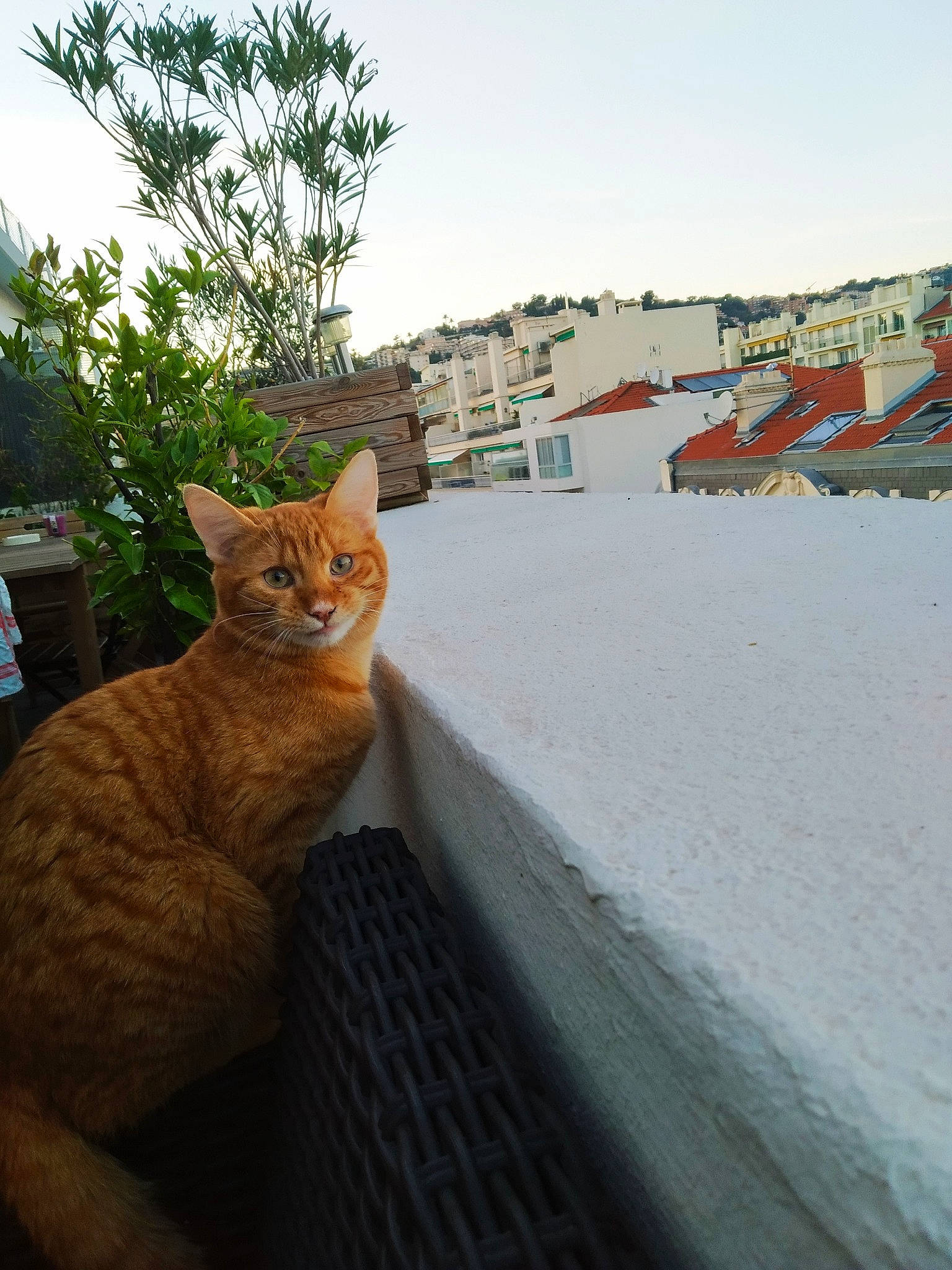 Roger participe au concours pour gagner de l'argent avec cette photo : carnivore, cat, domestic_short_haired_cat, felidae, fur, home, mammal, peach, small_to_medium_sized_cats, snout, tabby_cat, tail, vertebrate, whiskers