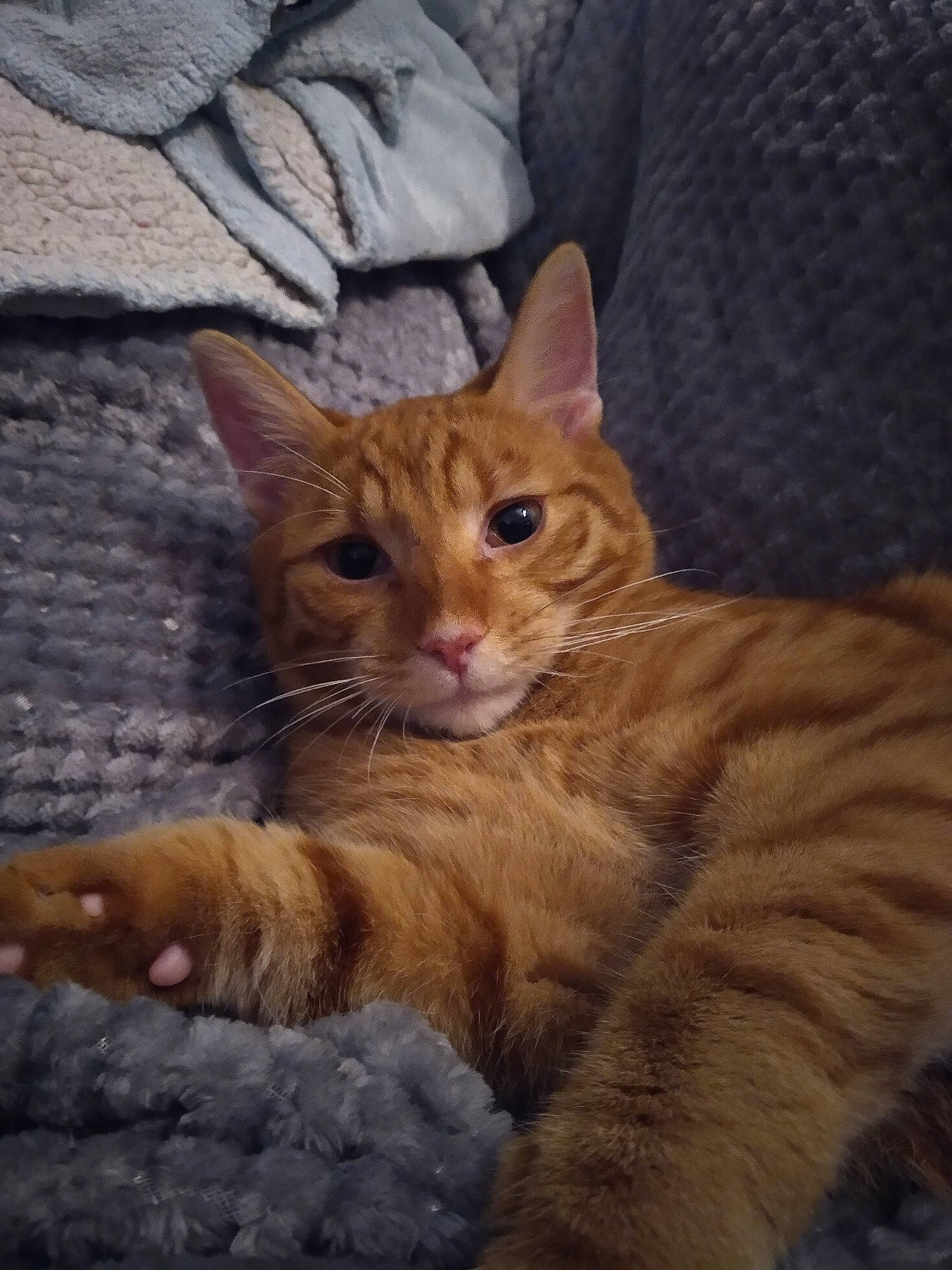 Rescue participe au concours pour gagner de l'argent avec cette photo : carnivore, cat, comfort, domestic_short_haired_cat, fawn, felidae, fur, organism, paw, small_to_medium_sized_cats, snout, tabby_cat, tail, terrestrial_animal, toe, vertebrate, whiskers