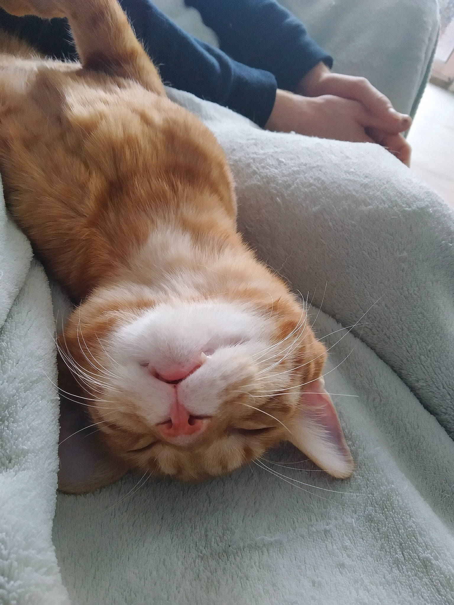 Rescue a rejoint le concours — aidez-le/la à gagner de superbes lots ! carnivore, cat, comfort, domestic_short_haired_cat, facial_expression, fawn, felidae, fur, nap, paw, sleep, small_to_medium_sized_cats, snout, vertebrate, whiskers