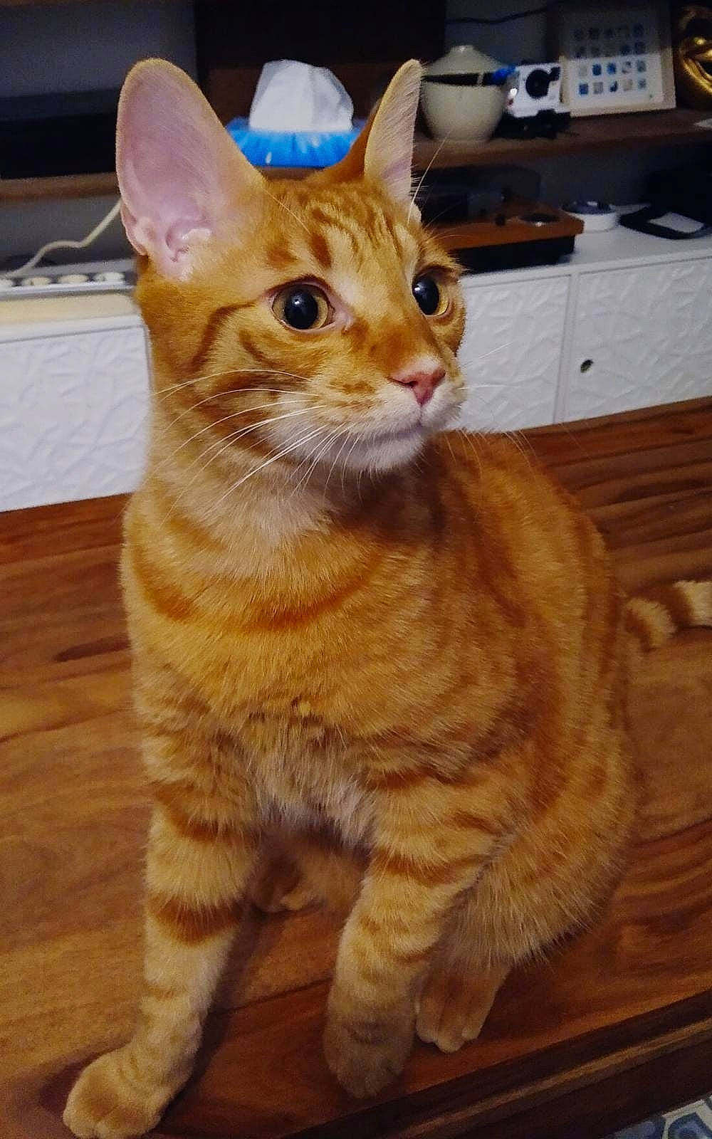 Rescue a rejoint le concours — aidez-le/la à gagner de superbes lots ! carnivore, cat, domestic_short_haired_cat, fawn, felidae, fur, hardwood, orange, peach, plywood, small_to_medium_sized_cats, snout, tail, terrestrial_animal, toe, vertebrate, whiskers, wood, wood_flooring, wood_stain