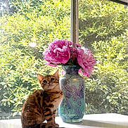 Coco is registered to the contest to win money with this photo: cat, kitten, bengal_cat, flower_vase, pink_flowers, window, greenery, indoor, sunlight, table, pet, animal, plant, decor, nature, feline, domestic_animal, still_life, bright, curiosity