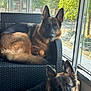 animal, armchair, canine, car, chair, couch, cushion, dog, door, furniture, germanshepherd, homedecor, indoors, interiordesign, pet, policedog, puppy, transportation, vehicle, window