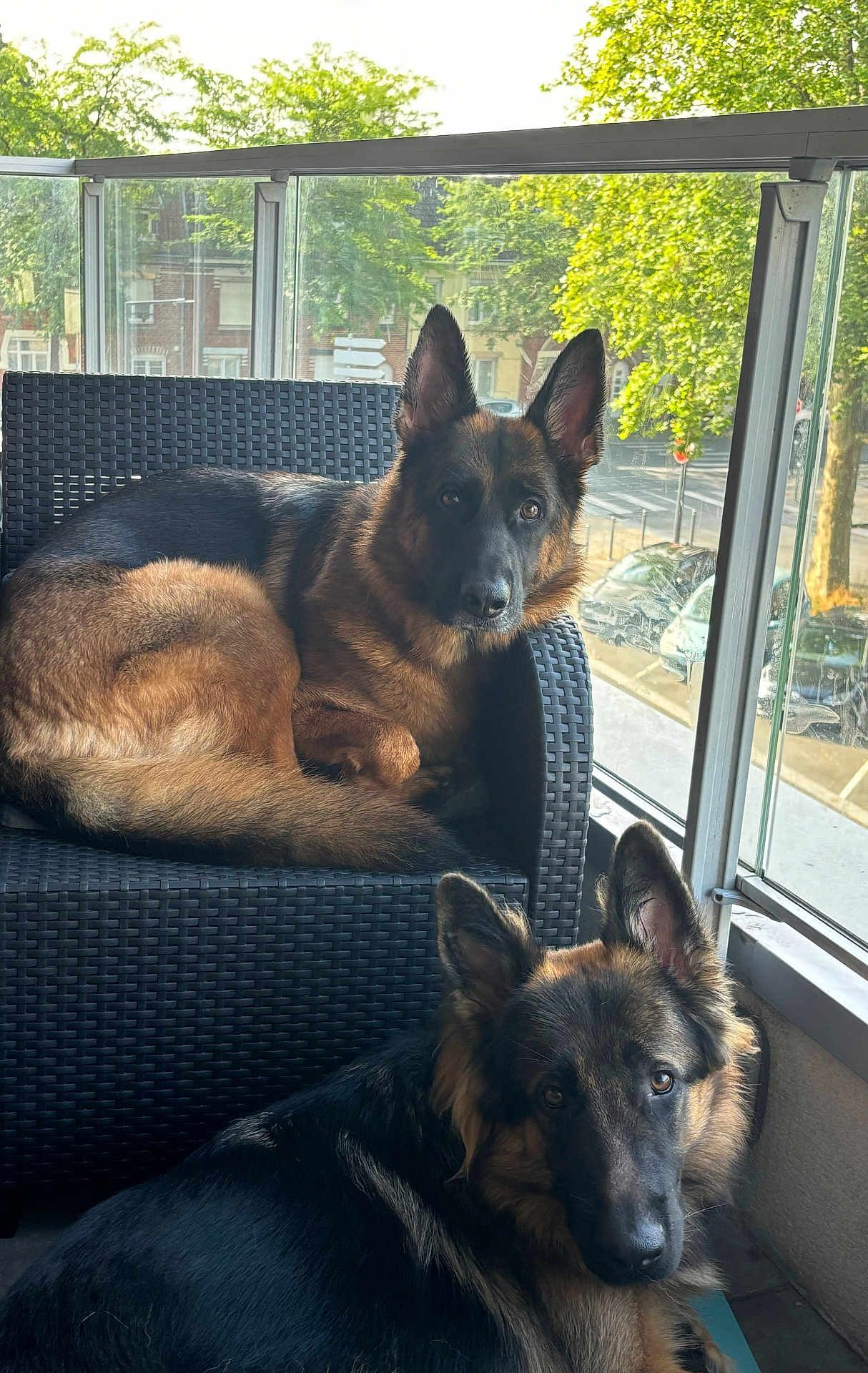 Schippie participe au concours pour gagner de l'argent avec cette photo : animal, armchair, canine, car, chair, couch, cushion, dog, door, furniture, germanshepherd, homedecor, indoors, interiordesign, pet, policedog, puppy, transportation, vehicle, window