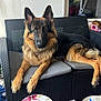 animal, architecture, blade, building, canine, chair, couch, cushion, cutlery, dog, fork, furniture, germanshepherd, indoors, knife, livingroom, pet, plate, room, weapon