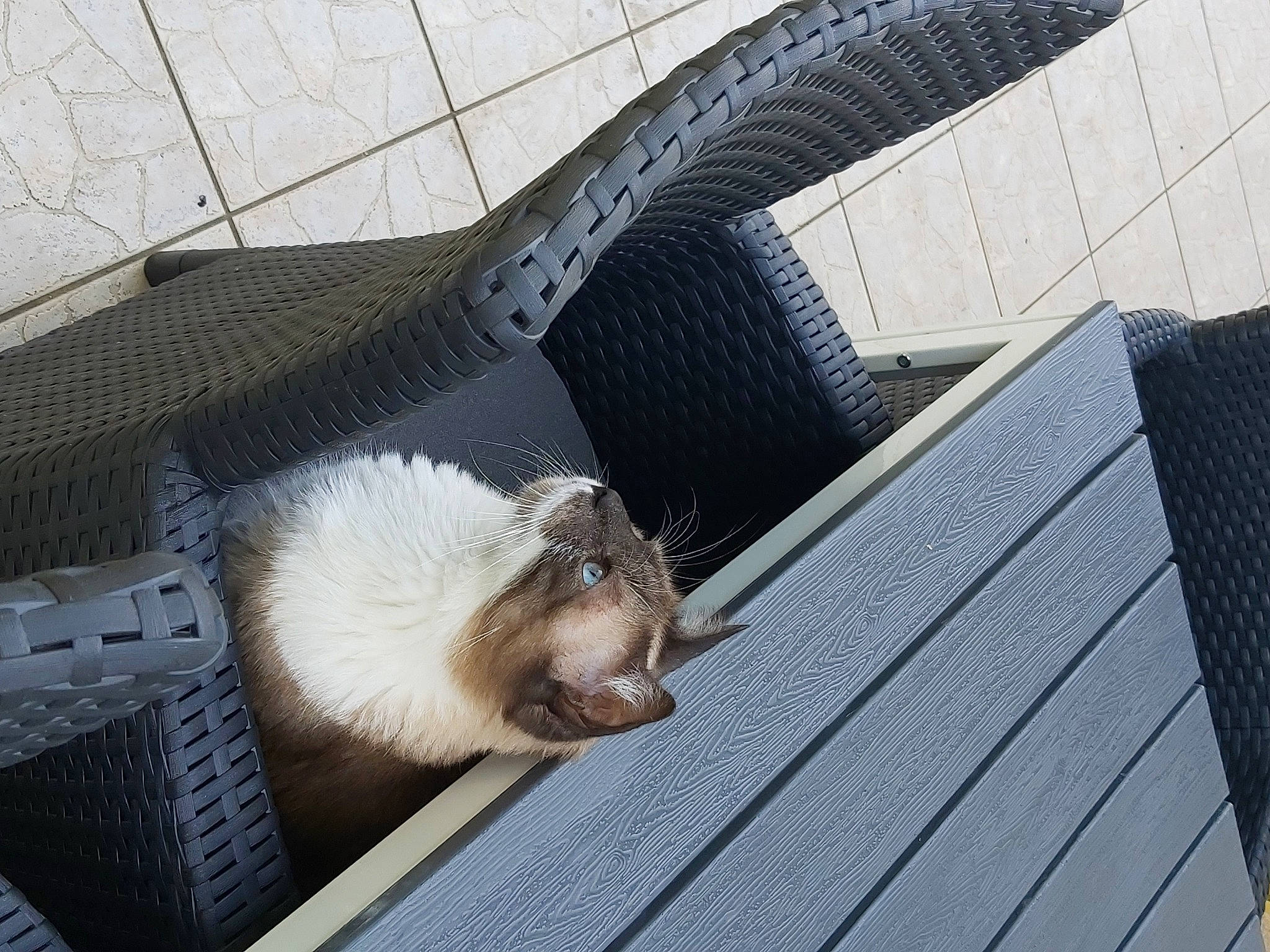 Oby participe au concours pour gagner de l'argent avec cette photo : animal_shelter, building, cage, canidae, carnivore, cat, claw, comfort, domestic_short_haired_cat, felidae, fur, grey, mesh, mustelidae, rodent, roof, small_to_medium_sized_cats, tail, whiskers, wing