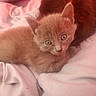 animal, blanket, cat, cozy, cute, domestic_animal, ears, eyes, feline, fur, indoor, kitten, orange_cat, pet, resting, sleepy, small, soft, whiskers, young