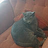 animal, cat, couch, cozy, cute, fabric, feline, fur, fur_hair, gray_cat, home, indoor, living_room, pet, pillow, relaxing, resting, seated, soft_light, texture