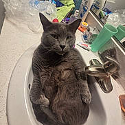 Montu is registered to the contest to win money with this photo: animal, bathroom, cat, clutter, countertop, cup, cute, domestic, faucet, fur, gray_cat, household, indoor, mirror, pet, relaxed, resting, sink, toiletries, whiskers