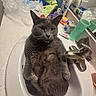 animal, bathroom, cat, clutter, countertop, cup, cute, domestic, faucet, fur, gray_cat, household, indoor, mirror, pet, relaxed, resting, sink, toiletries, whiskers