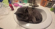 Montu is registered to the contest to win money with this photo: bathroom, cat, countertop, cup, domestic_animal, fur, gray_cat, hairbrush, lotion_bottle, mirror, person, phone, plastic_bag, reflection, relaxing, sink, soap_dispenser, toiletries, toothbrush, towel