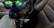 Circee is registered to the contest to win money with this photo: canine, car_interior, casual, chain_collar, companion, cool, dashboard, dog, inside, leather_seat, mirror, pet, reflection, resting, seat, sunglasses, sunlight, travel, vehicle, window
